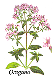
Herb: Oregano.
